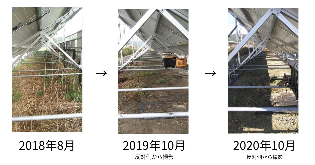 太陽光パネル下の雑草が2018年から2020年にかけて減少していく3時点の経過比較