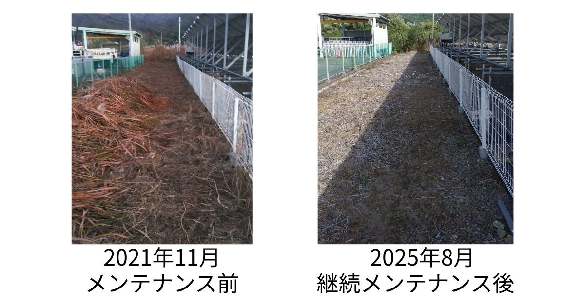 2021年11月のメンテナンス前と2025年8月の継続メンテナンス後を比較した太陽光発電所の除草状況